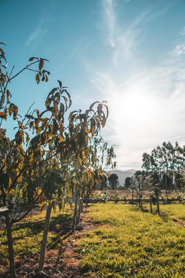 Отель Woodside Orchard Грейтаун Экстерьер фото